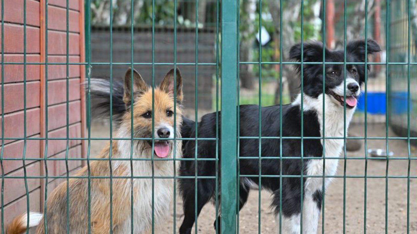 Hundeadoptionen: Aufnahme von Straßentieren aus dem Ausland umstritten